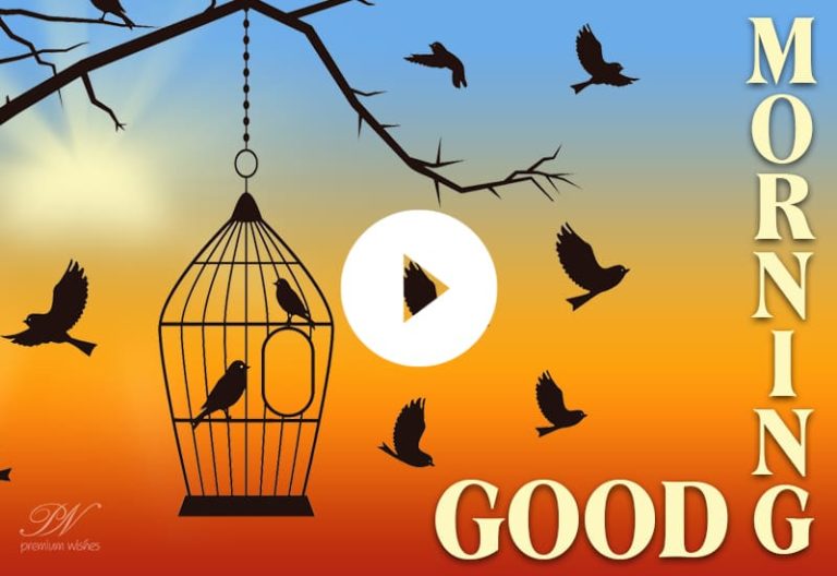 Good Morning Bird Video – Good Morning Whats App Status Good Morning Bird Video – Good Morning Whats App Status