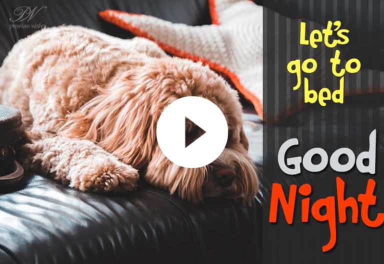 Cute Good Night Video – Cute Good Night Whatsapp Status