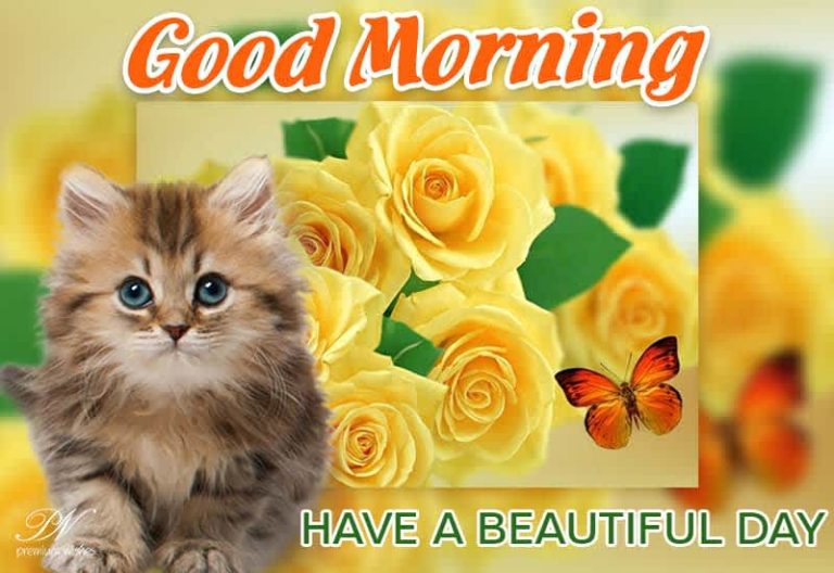 Good Morning – Have a beautiful day – Enjoy Good Morning – Have a beautiful day – Enjoy