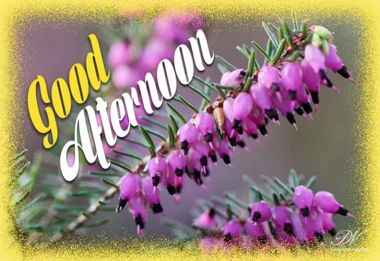 Good Afternoon Wishes