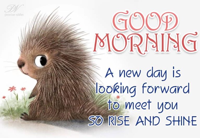 Good Morning – A new day is looking forward to meet you so rise and shine Good Morning – A new day is looking forward to meet you so rise and shine