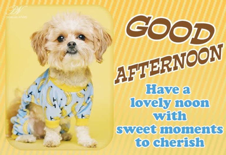 Good Afternoon Wishes