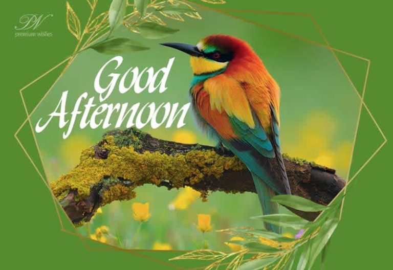 Good Afternoon Wishes