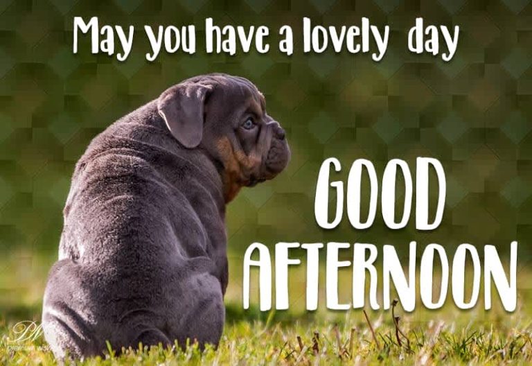 Good Afternoon Wishes