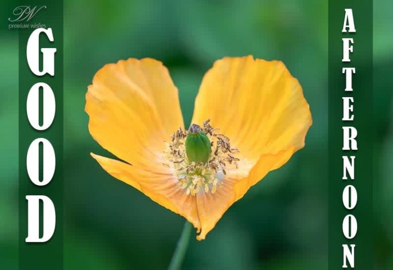 Good Afternoon Wishes