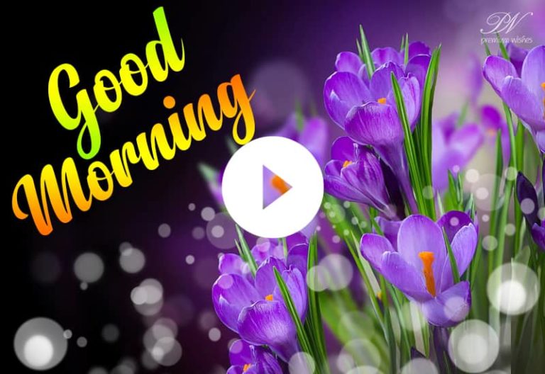 Good Morning Video With Mauve Flowers, Good Morning Status, Greetings and Wishes