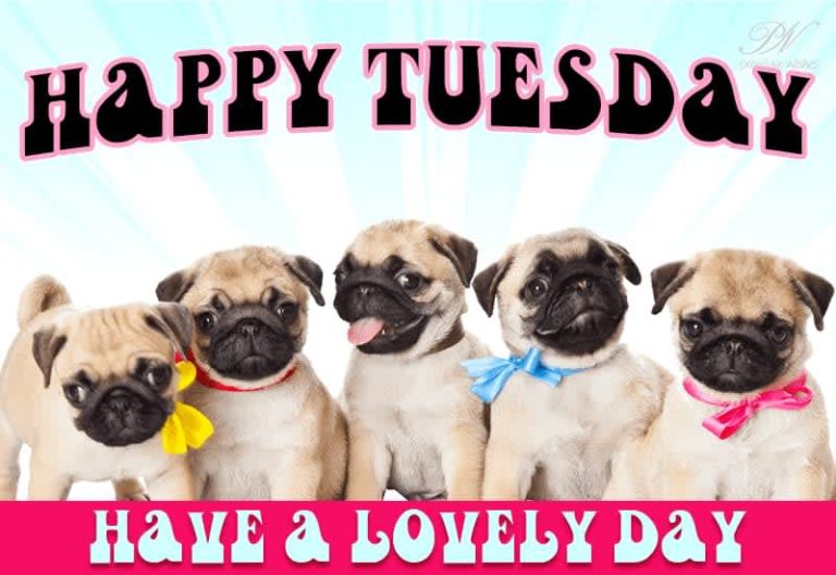 Happy Tuesday – Have a lovely day