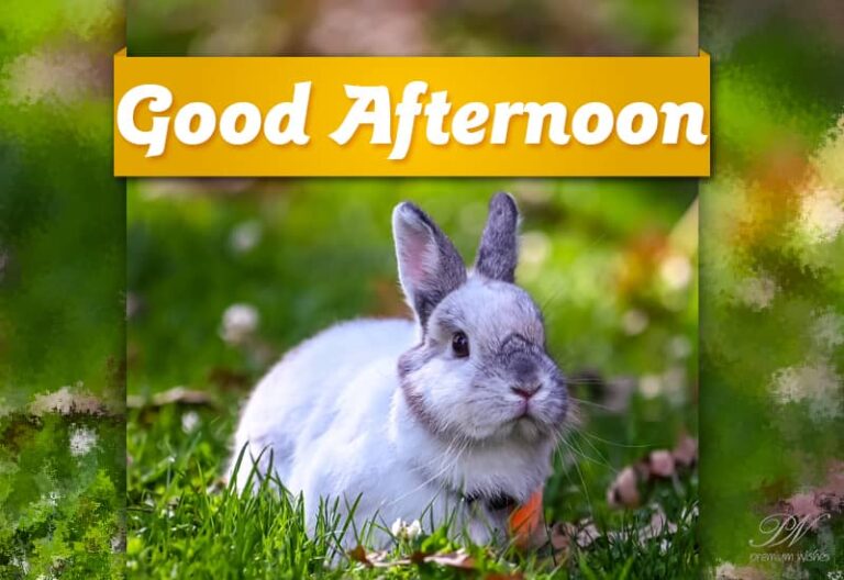 Good Afternoon Wishes