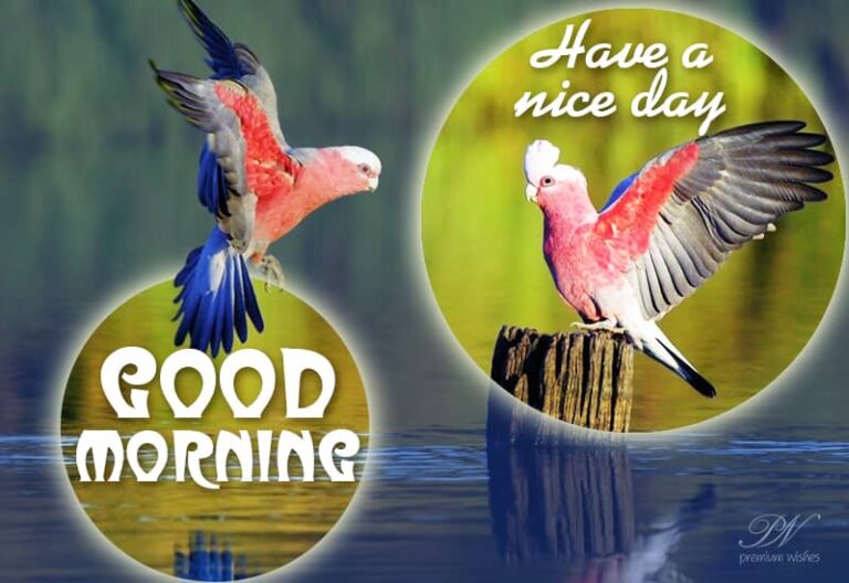 Good Morning – Have a nice morning and day