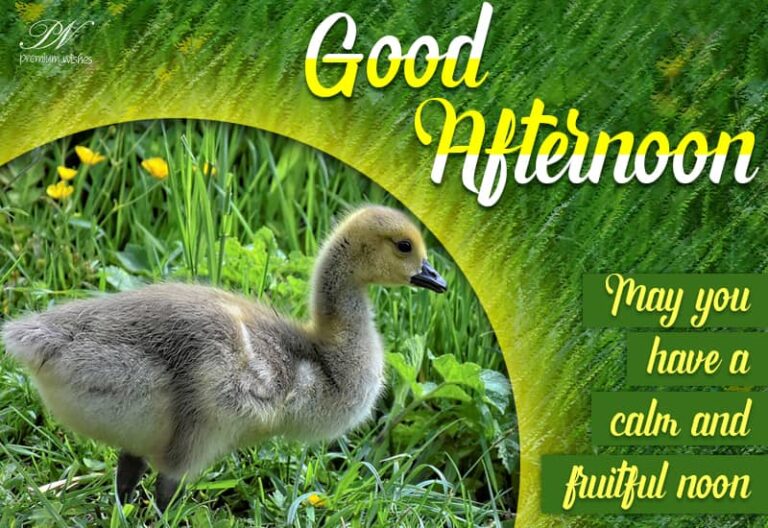Good Afternoon Wishes