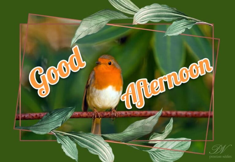 Good Afternoon Wishes