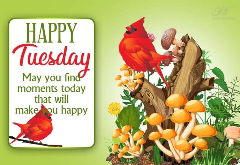 Happy Tuesday May you find moments today that will make you happy