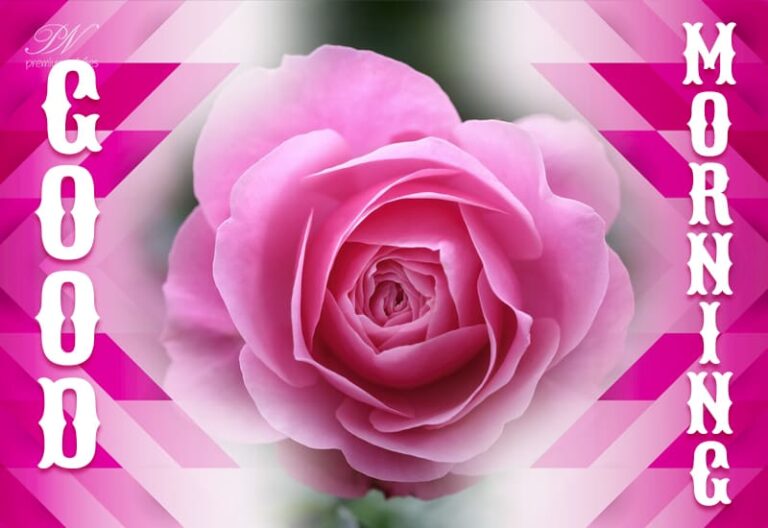 May the fragrance and beauty of roses make your morning