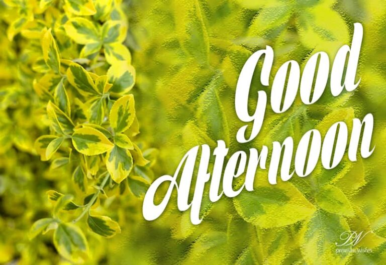 Good Afternoon Wishes