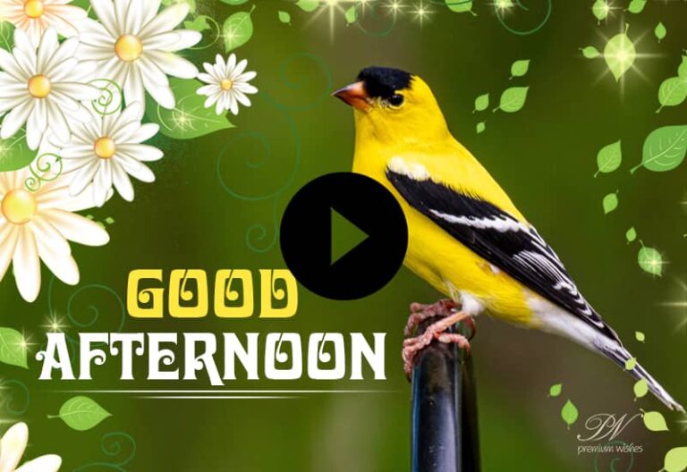 Good Afternoon Bird Video – Good Afternoon Whats App Status
