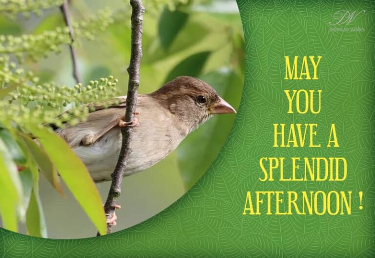 Good Afternoon Wishes