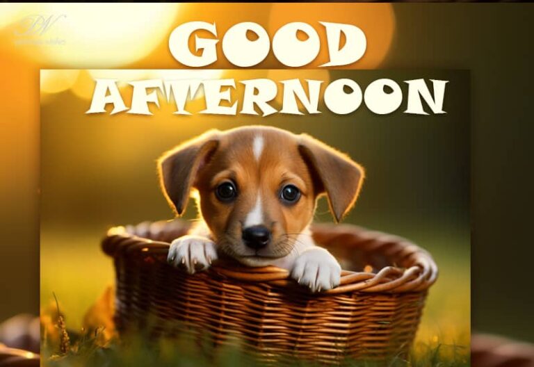 Good Afternoon Wishes
