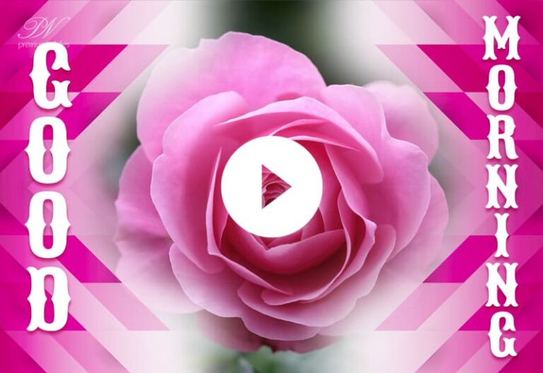 Whats App Good Morning with Pink Roses – Beautiful Pink Roses Morning Greetings