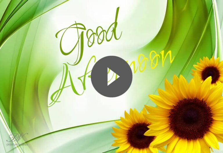 Best Good Afternoon Sunflowers Images – Good Afternoon Video with Sunflowers