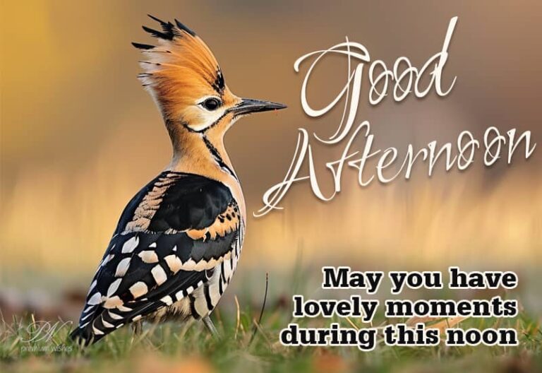 Good Afternoon Wishes