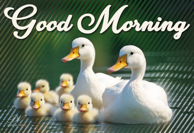 Start your day with a grateful heart. Good morning!