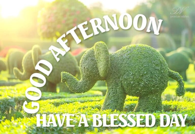 Good Afternoon Wishes
