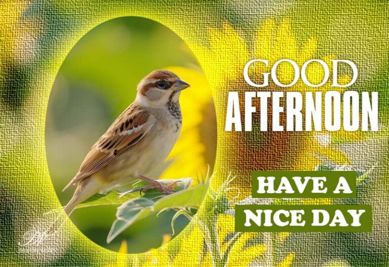 Good Afternoon Wishes