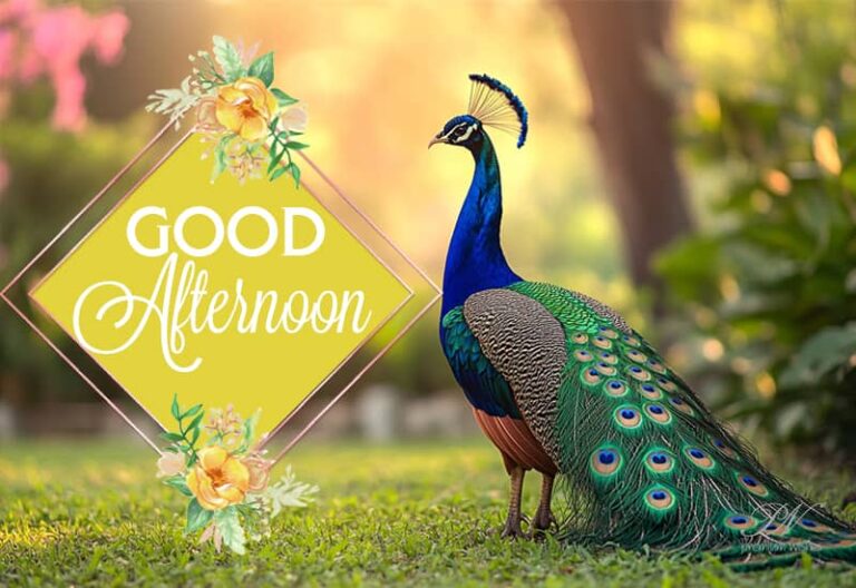 Good Afternoon Wishes