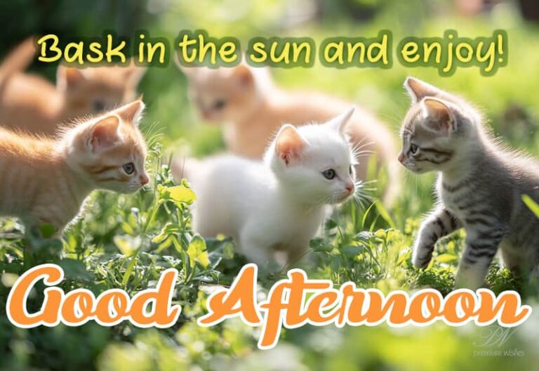 Good Afternoon Wishes