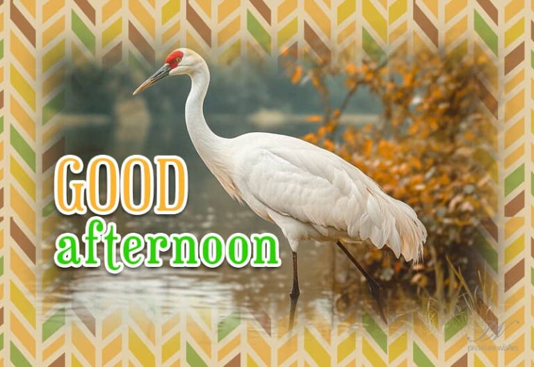 Good Afternoon Wishes