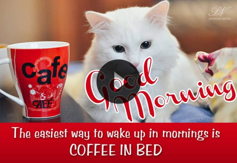 Best Cute Good Morning Video with Cats – Cute Cats Good Morning Video