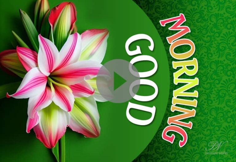 Beautiful flowers Good Morning Images – Best Good Morning Video – Lovely Good Morning Wish