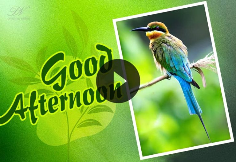 Cute Birds Good Afternoon Video – Good Afternoon Greetings with Birds
