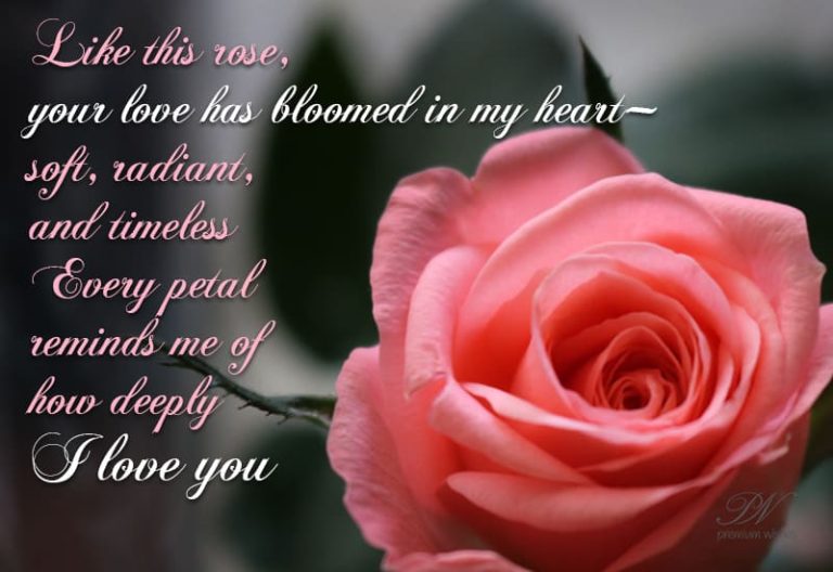 Like this rose, your love has bloomed in my heart