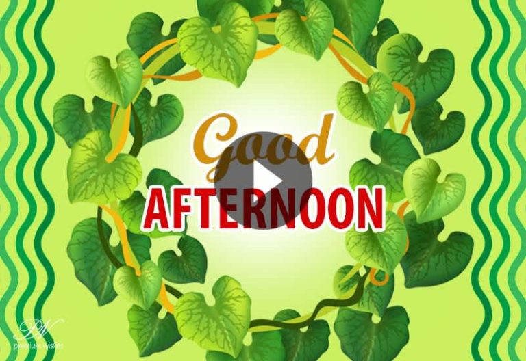 Beautiful Good Afternoon Wishes Video to Refresh Your Day