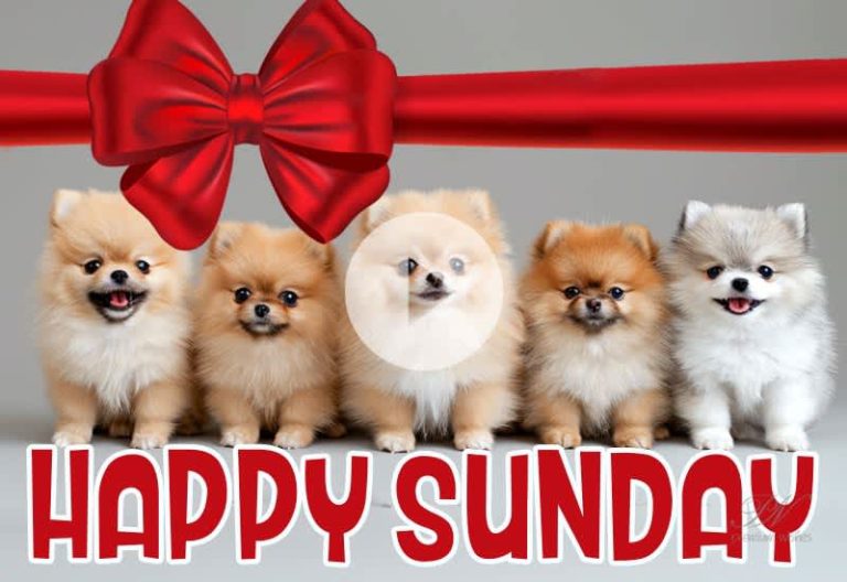 Happy Sunday Wishes Video with Cute Pets to Share with Friends & Family