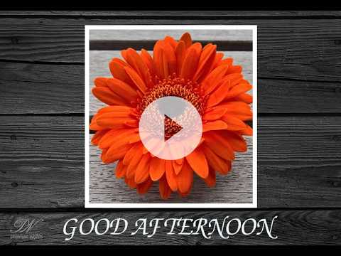 Good Afternoon Greetings Video with Beautiful Floral Wishes
