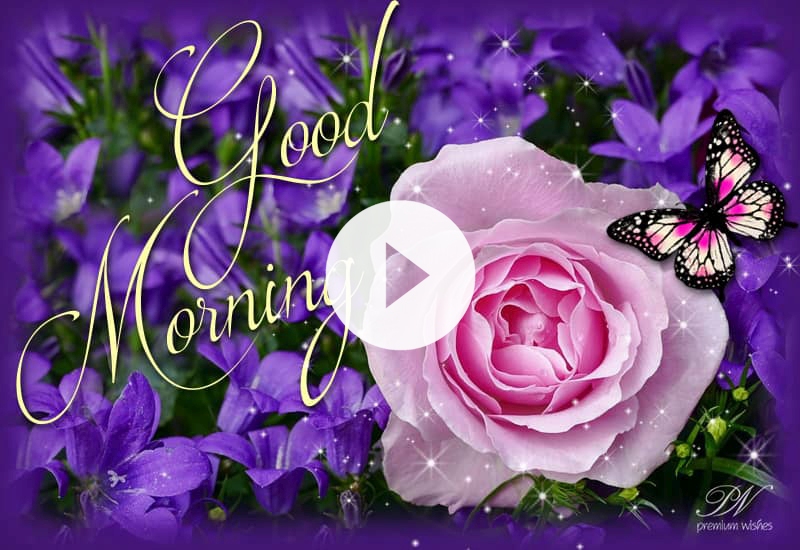 Elegant Pink Rose Good Morning Wishes