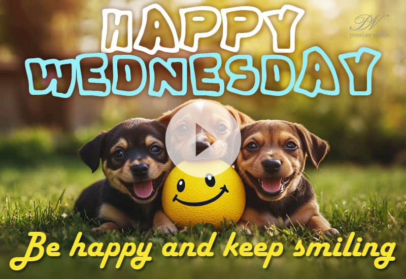 Happy Wednesday Wishes Video with Cute Animal Greetings