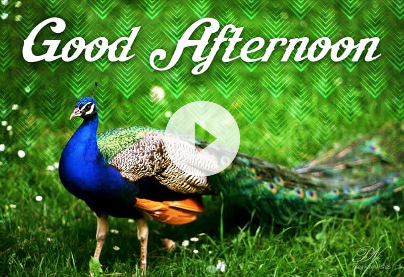 Beautiful Bird-Themed Good Afternoon Wishes to Share Today Beautiful Bird-Themed Good Afternoon Wishes to Share Today