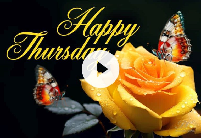 Fresh Happy Thursday Rose Wishes and Good Morning Greetings Fresh Happy Thursday Rose Wishes and Good Morning Greetings