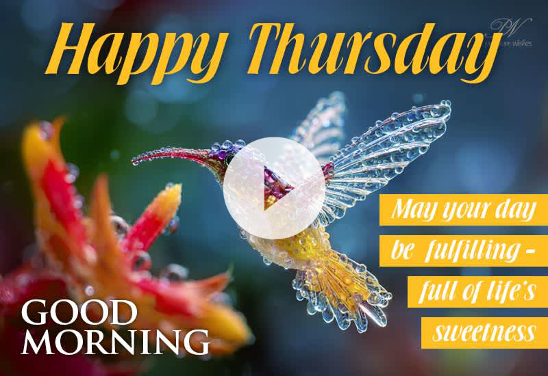 Good Morning Thursday: Beautiful Bird, Flower & Blessing Wishes